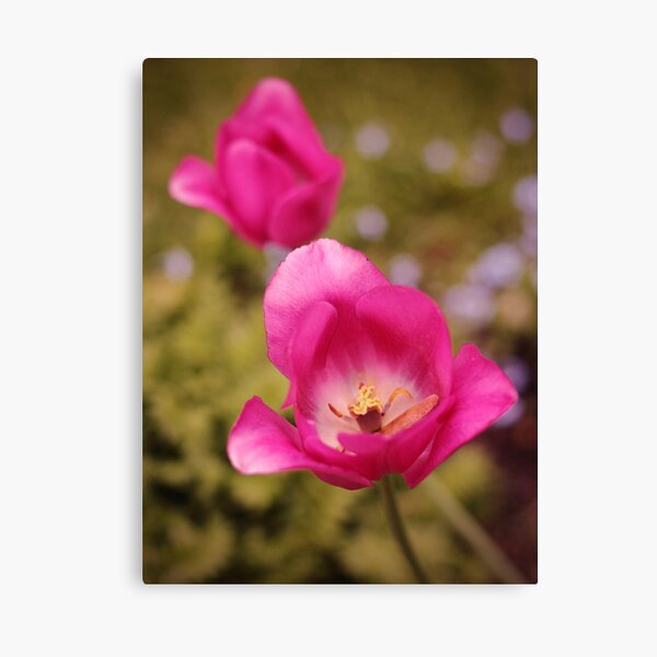 Pink Tulips Canvas Print