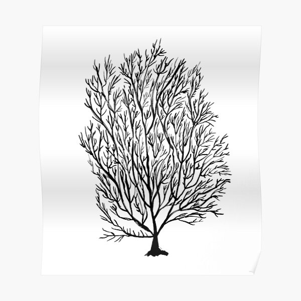 Coral seaweed, black white Poster