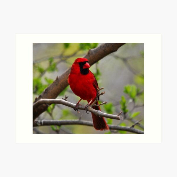 Northern Cardinal Art Print