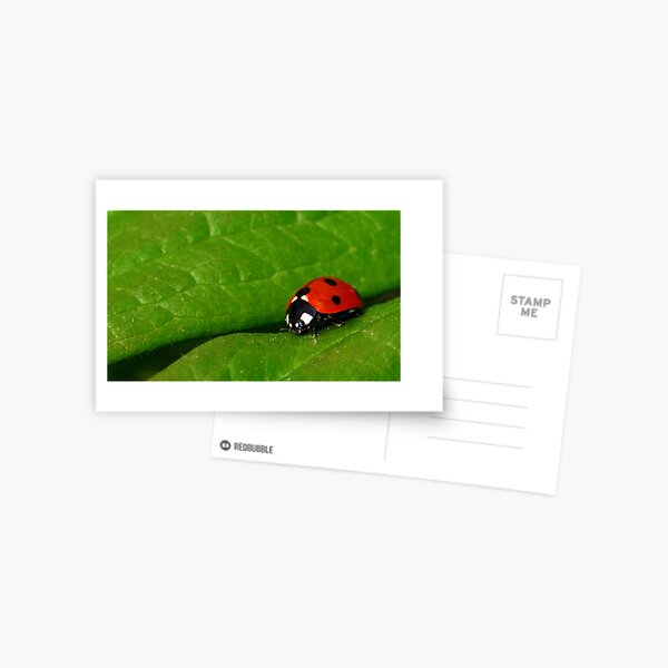 Ladybird Beetle Postcard