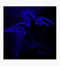 Night Turtle Photographic Print