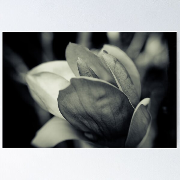 Item preview, Black and White Flower designed and sold by Jon Yager.
