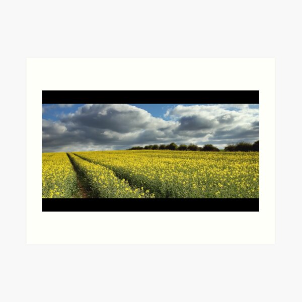 Rape field Art Print