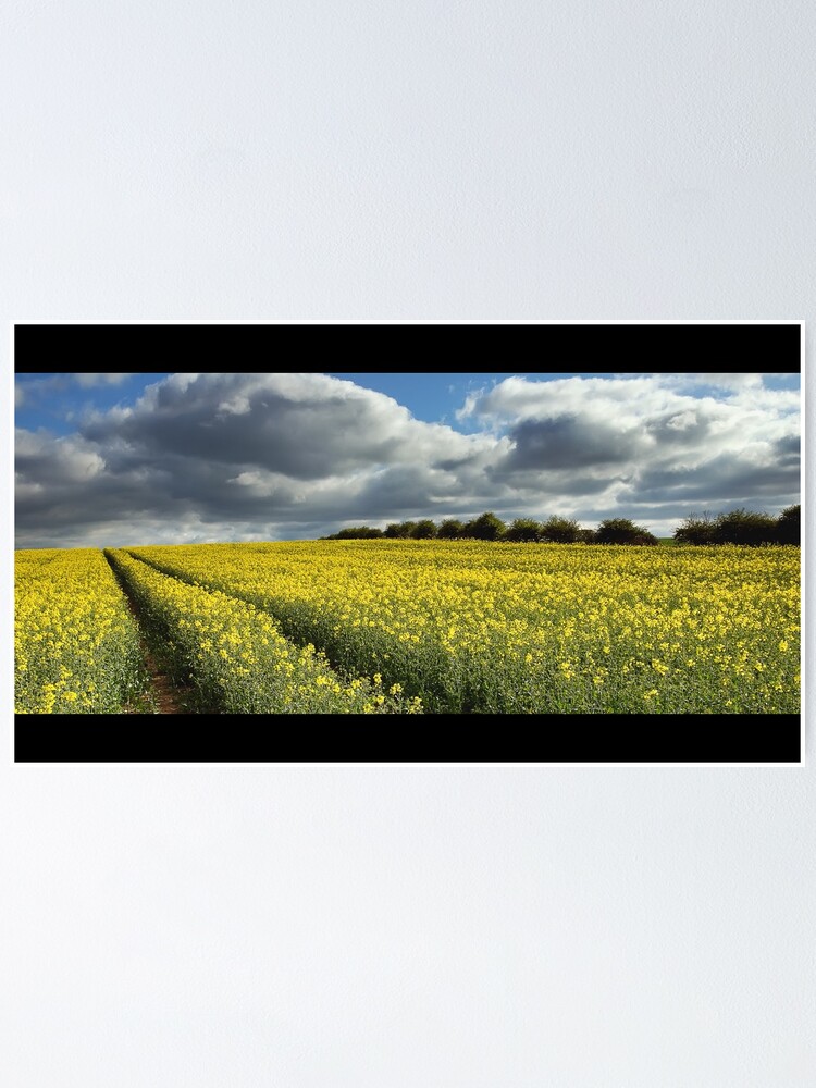 Alternate view of Rape field Poster
