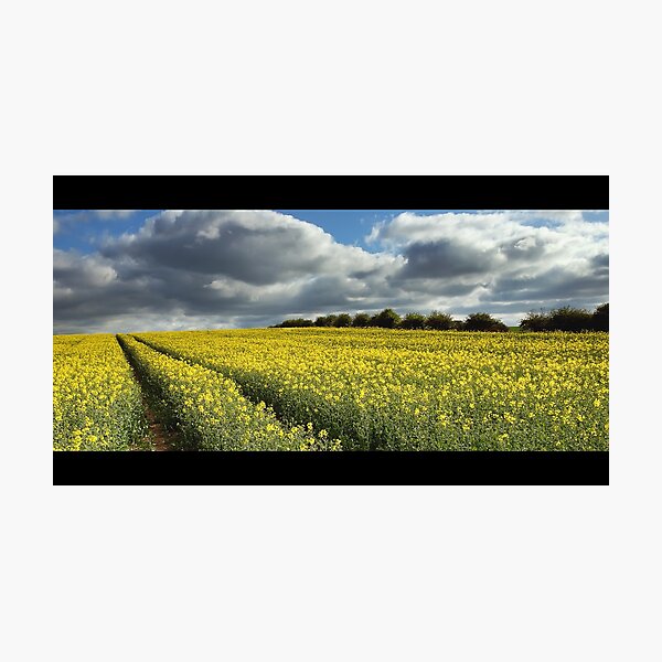 Rape field Photographic Print