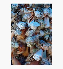 shell Photographic Print