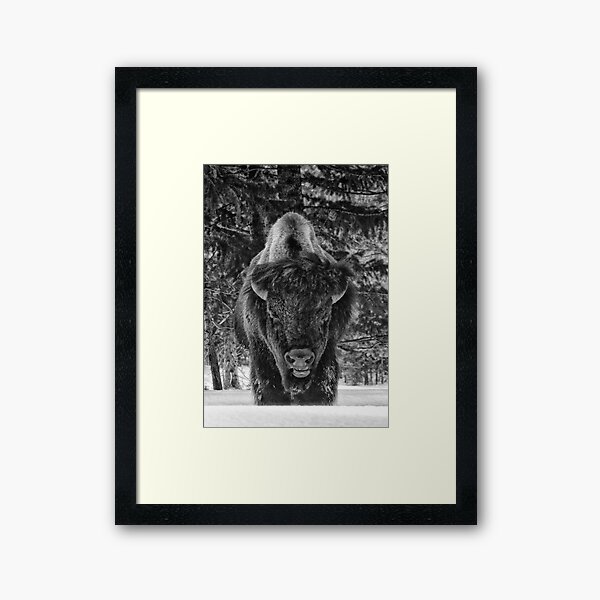 Buffalo in the Snow Impression encadrée