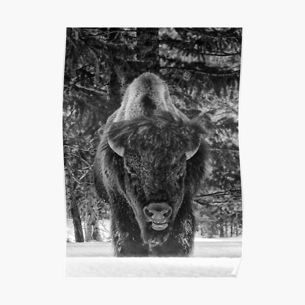 Buffalo in the Snow Poster