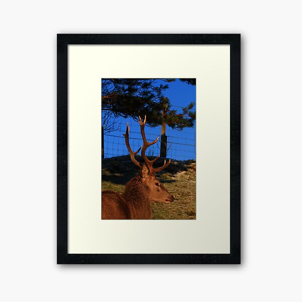 #Dick_Turnip Framed Art Print
