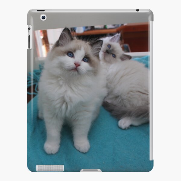 Ragdoll kitten iPad Snap Case