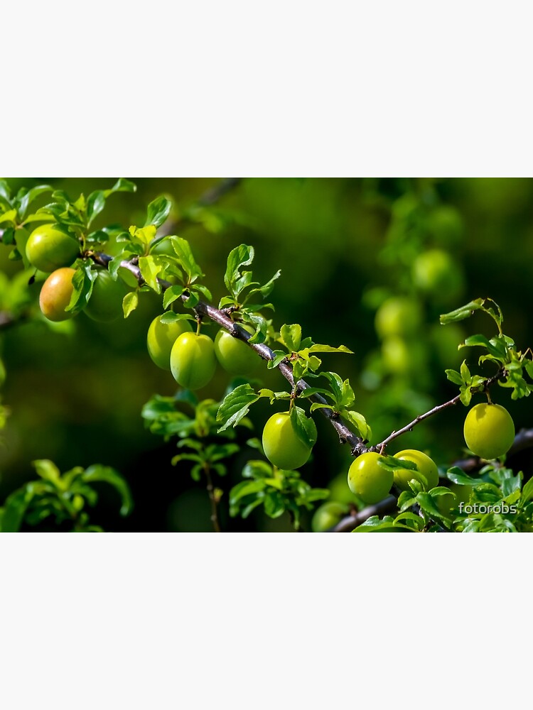 "Green plums on green tree branch. " Poster for Sale by fotorobs