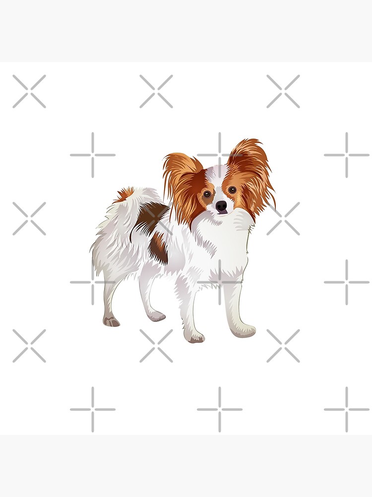25 cute Papillon puppies for sale in California