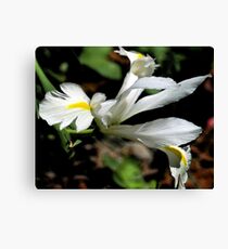 Dutch Canvas Print