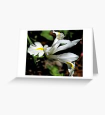 Dutch Greeting Card