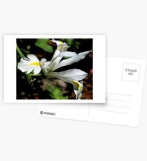 Dutch Postcards