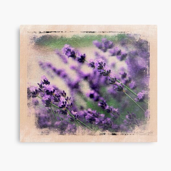 A Lavender Spring Metal Print