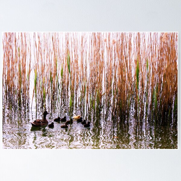 Item preview, 8 black ducklings, 1 yellow duckling and their mother designed and sold by xxnatbxx.