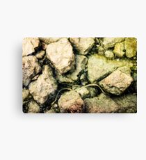 fresh water snake in lake garda Canvas Print