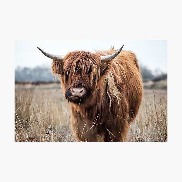 Item preview, Yak in the Netherlands designed and sold by BoomBlab.