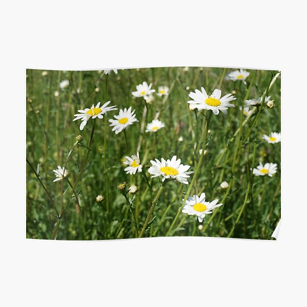 Oxeye Daisies Poster