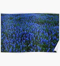Texas Blue Bonnets Poster