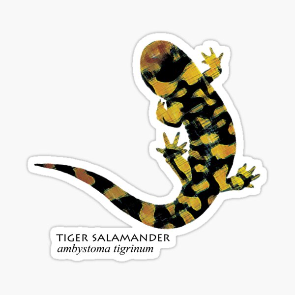 Tiger Salamander Sticker