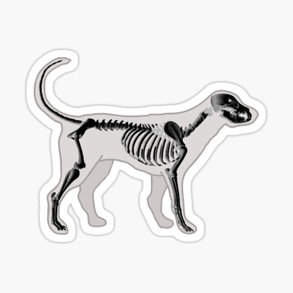 DOG ANATOMY X-RAY Sticker