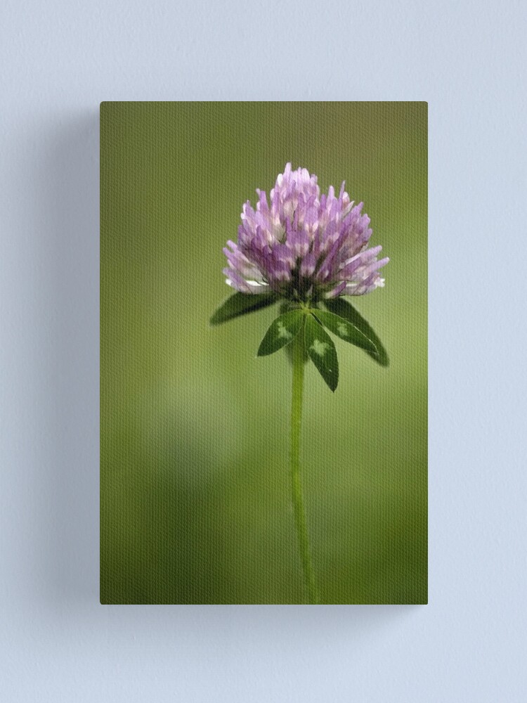 Alternate view of Clover in Springtime Canvas Print
