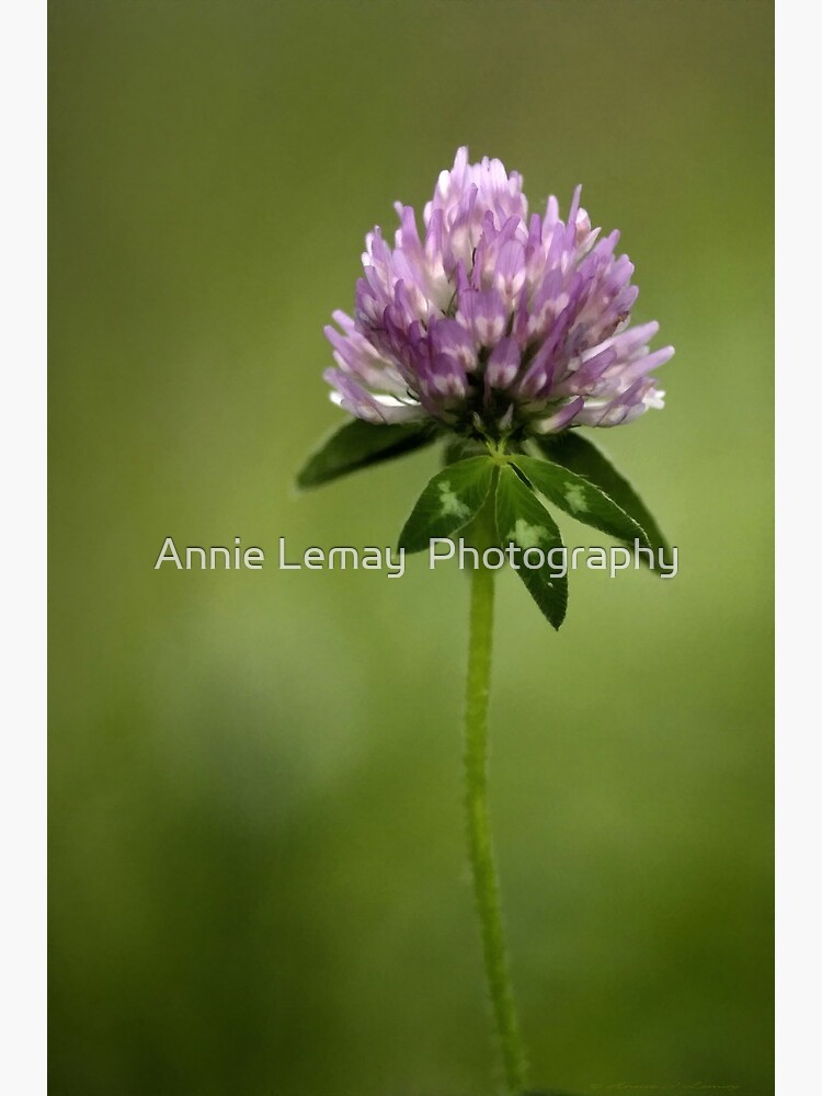 Clover in Springtime by ajlphotography