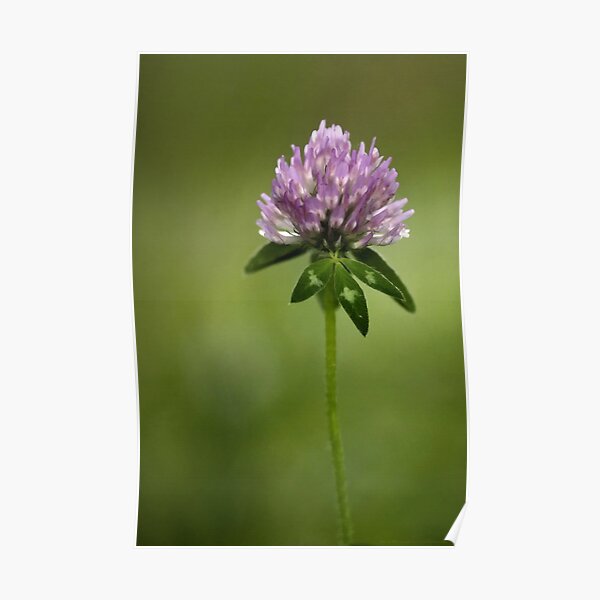 Clover in Springtime Poster