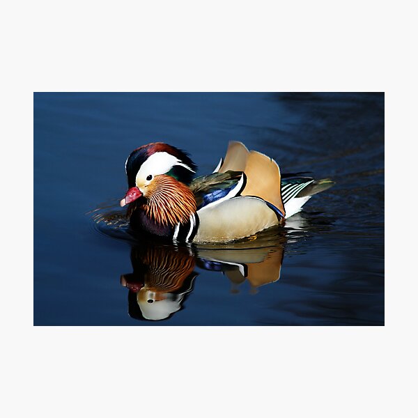 Artikel-Vorschau von Mandarin Duck, designt und verkauft von jnmayer.
