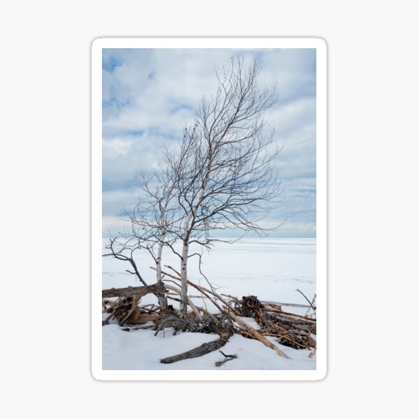 Item preview, Birch Trees Leaning Into the Wind - Lake Superior designed and sold by TheCurators.