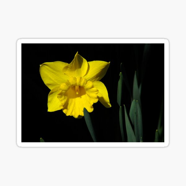 The Daffodil Sticker