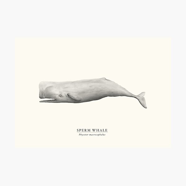 Sperm Whale Photographic Print