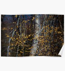 Beeches Poster