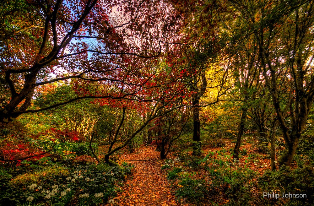 Autumn Leaves - Mount Wilson, Blue Mountains - The HDR Experience ...