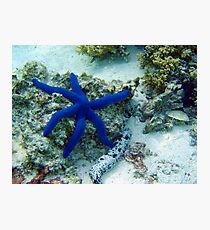 Blue Star Photographic Print