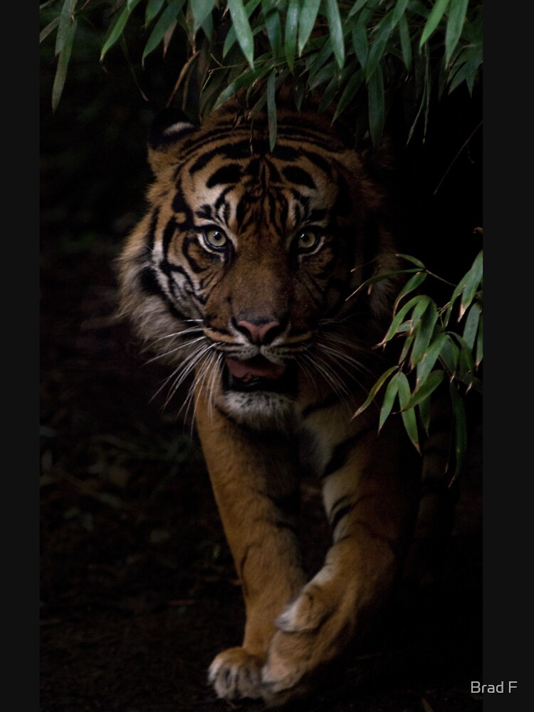 Eyes of the Tiger by bfra