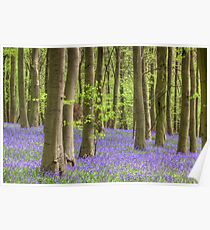 Bluebells Poster