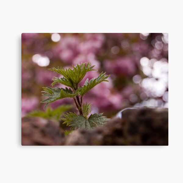 Bramble on wall, Bokeh Canvas Print