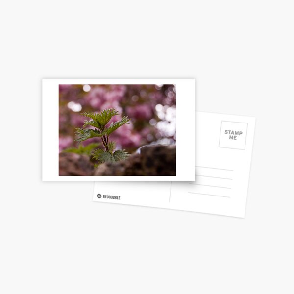 Bramble on wall, Bokeh Postcard