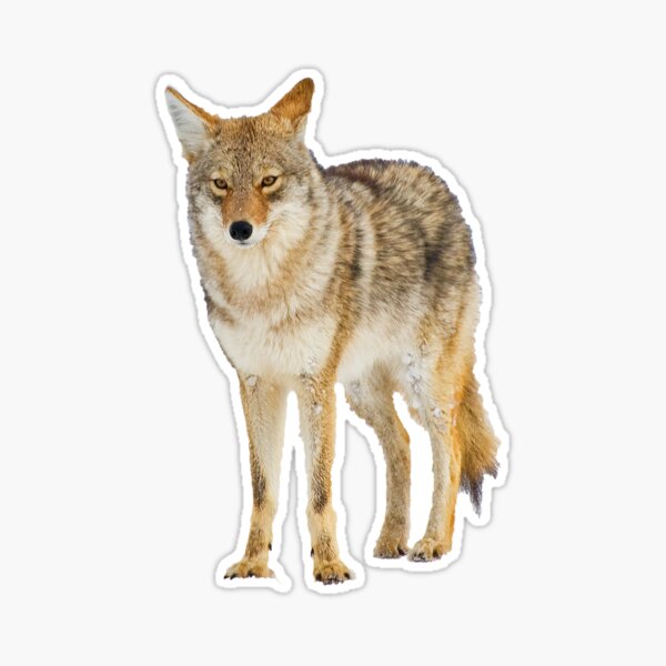 HIGH GLOSS TOPLOADER – Coyote Stickers