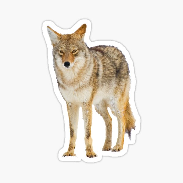 autocollant sticker Coyote