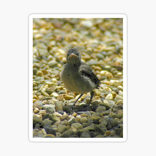 "I Don't Care" Chick Card Sticker