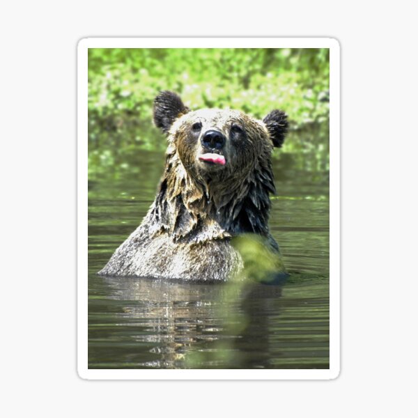 "I Don't Care" Bear Card Sticker