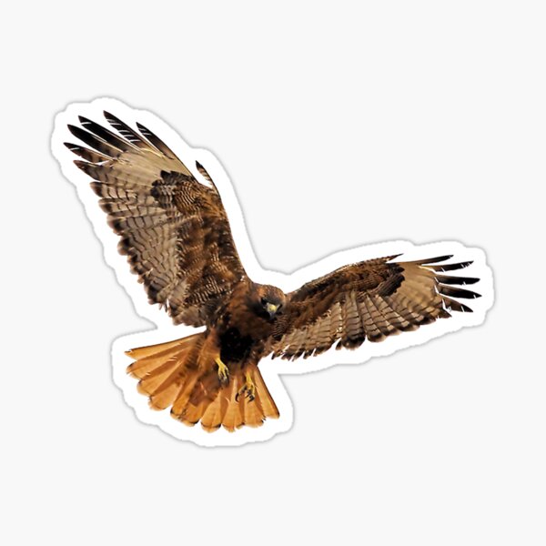 Red- Tailed Hawk 5 Tee Sticker