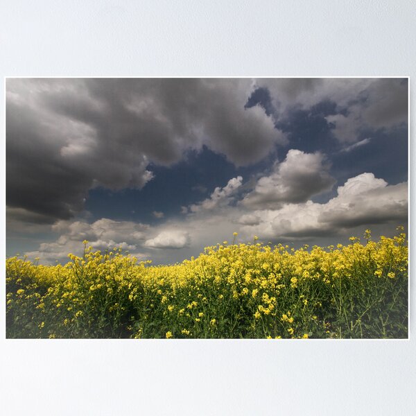 Item preview, Fields of Gold designed and sold by geoff curtis.