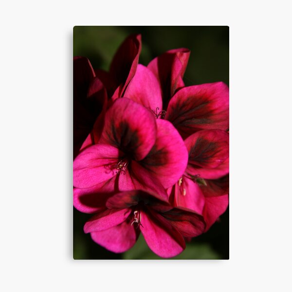 Item preview, Fuschia Pink and Black Flower Splash designed and sold by RejoDoal.