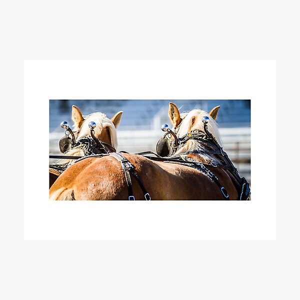 Aperçu de l'œuvre Chevaux de trait belges dans l'attelage créée et vendue par 3QuartersToday.