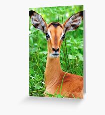 IMPALA BABY, EYES AND EARS! - BLACK-FACED IMPALA _Aepyceros melampus petersi Greeting Card